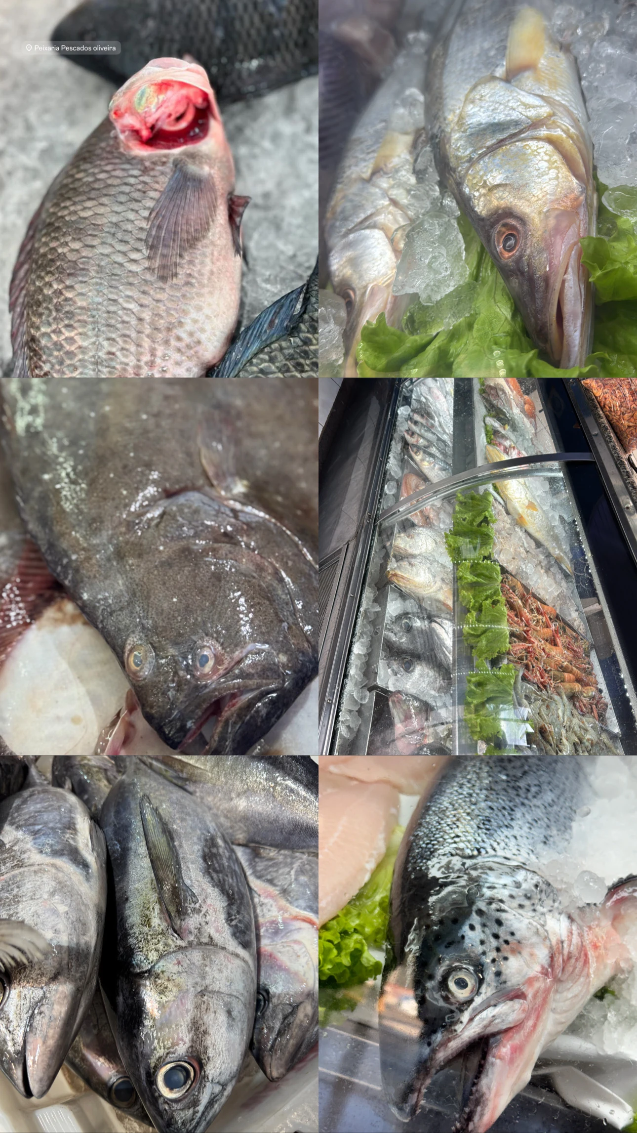 Categoria Peixes - Pescados Oliveira